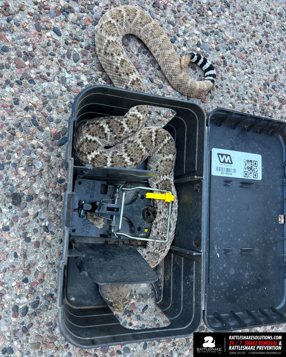Bryan D. Hughes on Twitter "This big Western Diamondback Rattlesnake