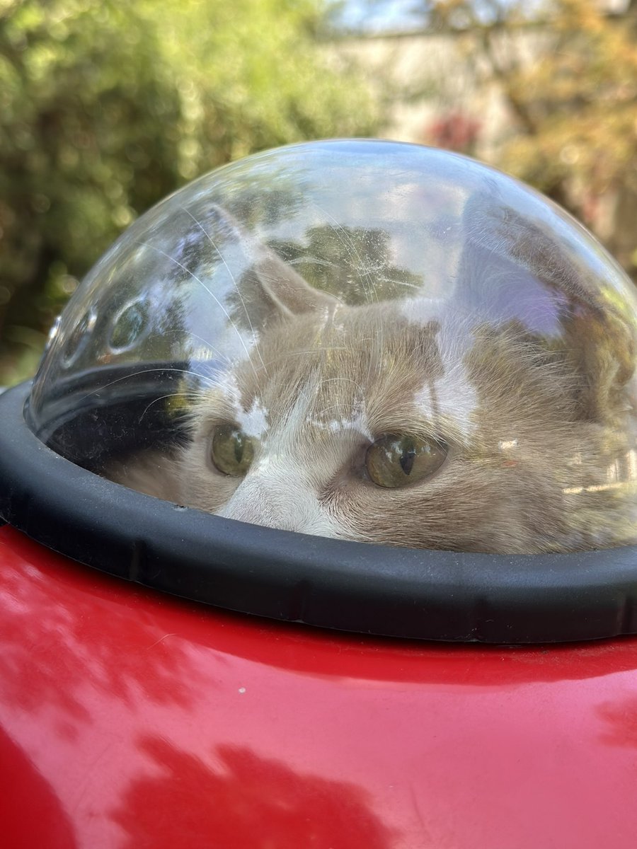 novenio's tweet photo. Haciendo hora con la compota fuera de la casa 🐈 https://t.co/fICdrnxJSh