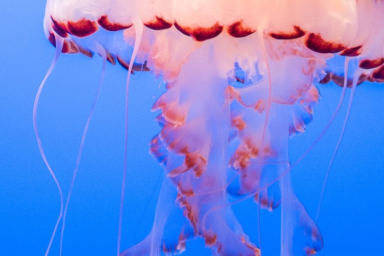 SVIAccelerator's tweet image. Faster Than We Can Learn: The Need for Digital Tech-Enabled Underwriting. Rd. ow.ly/5Z3W50MCa3b via @IIReporter by @denisegarth of @Majesco_Inc | #DigitalUnderwriting #Risk #Insurance #Underwriters #Underwriting #InsurTech