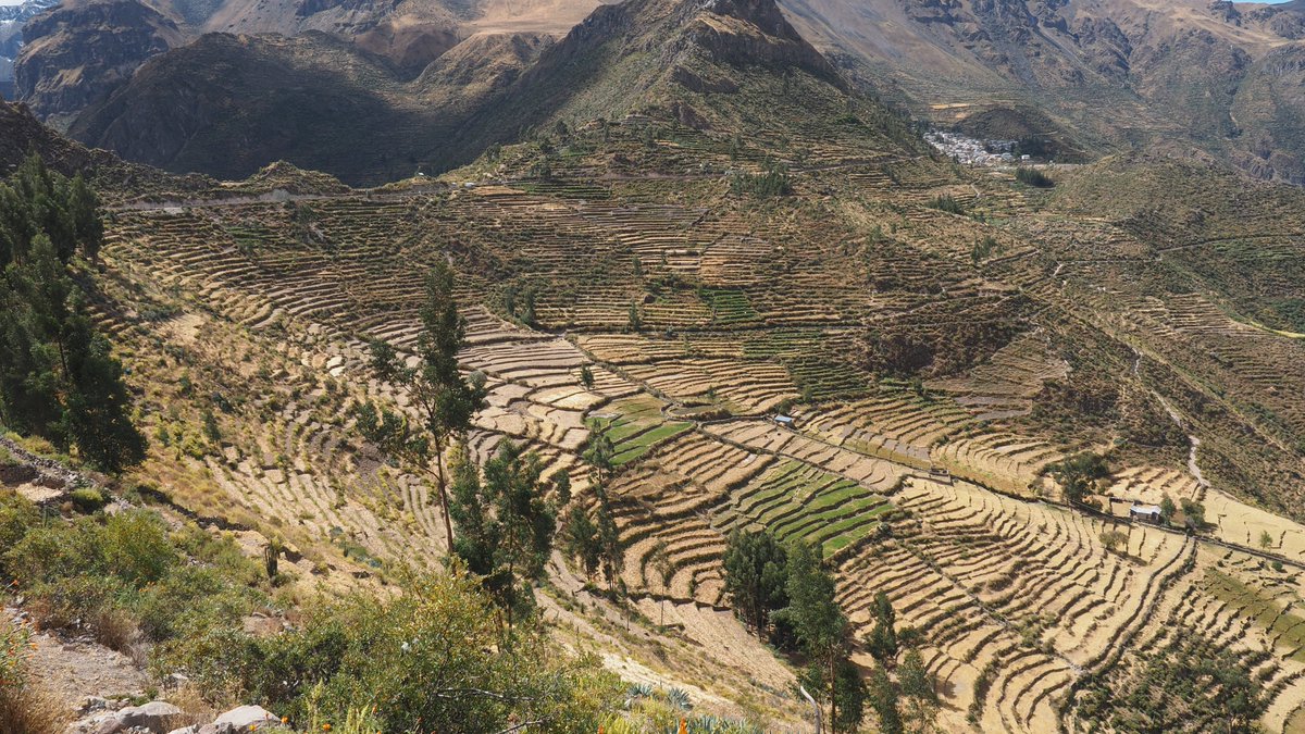 AzmanLucija's tweet photo. ITLA and Reenchanting Terraces in Peru, #ITLAJournal, Gilmar SANTISTEBAN; Juan Victor BÉJAR; Timmi TILLMANN, DOI: 10.5281/zenodo.734116, https://t.co/VedVBrlR6b https://t.co/yISLFuU9dG