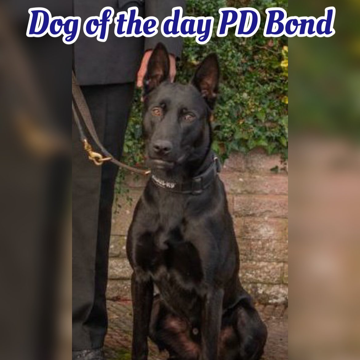 National K9 Memorial (@k9memorialuk) on Twitter photo Our dog of the day is PD Bond.
Last night in freezing conditions Bond assisted units in a lengthy search by putting his nose to use to help find a high risk missing person, he tracked and located the person.
Well done #TeamBond another life saved 🐾💙🐾
<a href="/CornwallDogs/">Cornwall Police Dogs</a> Our dog of the day is PD Bond.
Last night in freezing conditions Bond assisted units in a lengthy search by putting his nose to use to help find a high risk missing person, he tracked and located the person.
Well done #TeamBond another life saved 🐾💙🐾
<a href="/CornwallDogs/">Cornwall Police Dogs</a>