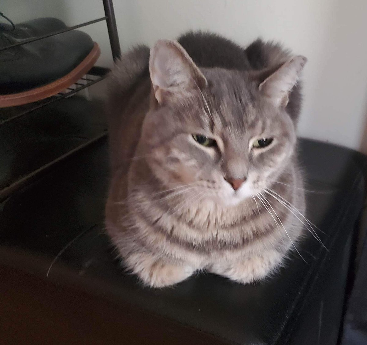 JayWest718's tweet photo. Tim is not amused and don't have time for your bullshit today. #CatsOfTwitter #KingTim https://t.co/evqgg7mxB7