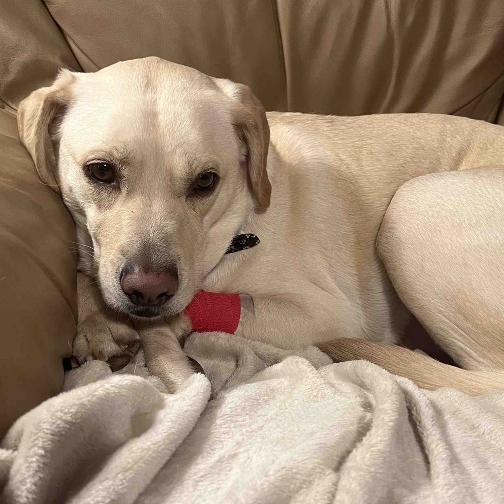 Max is home now recovering. He is pretty sleepy but getting lots of loves. Money For Max's Surgery gofund.me/b36707ac