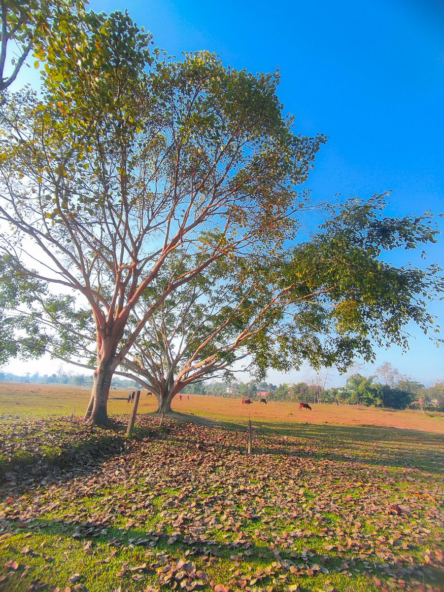 GautamSabhyata's tweet photo. आँखा हेरेर कहाँ थाक्छ र 💚🌳 🍂🍁
#Nepal #photography #NaturePhotography https://t.co/v3kFTotsDD