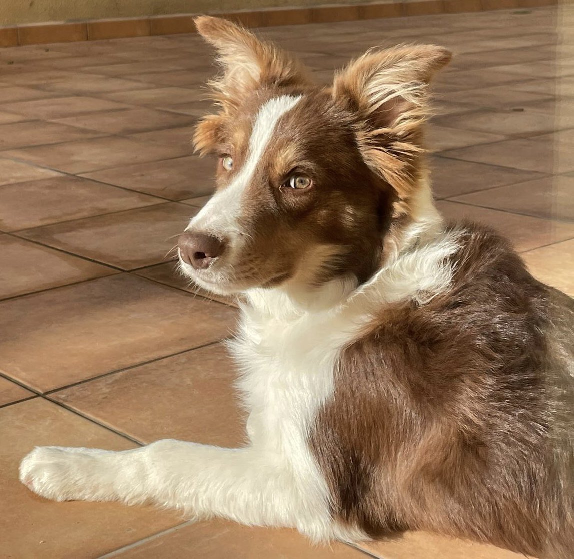 alvayoyolop's tweet image. Si es guapo pues se dice y no pasa nada.
#bordercollie #Nilo