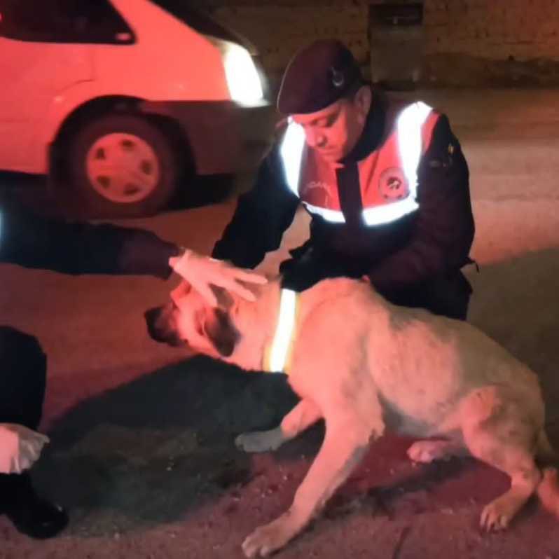 pusholder's tweet photo. Aksaray’da sokak köpeklerinin görünürlüklerini artırmak ve araç çarpmalarını önlemek amacıyla, reflektif tasmalar hazırlandı. https://t.co/TAk1fA4sbu