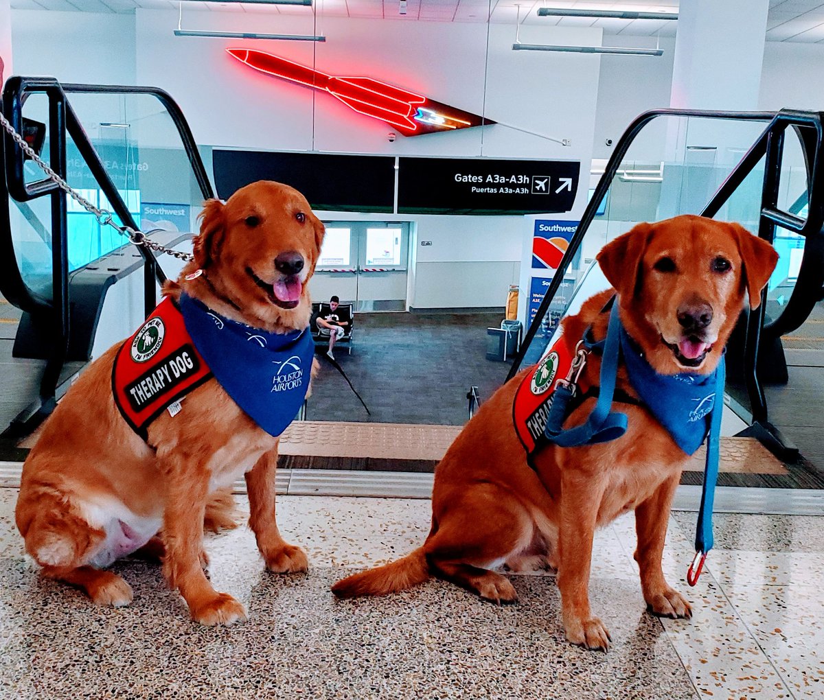 sgsryd's tweet photo. Woof, Woof @iah Travelers! The cutest Red Heads Boo &amp; Shotgun will be in the terminals dolling out Furtherapy and smiles to all of you weekend travelers from 2 p.m - 4 p.m. today. Look out for us! @APTherapyDogs @ellaghica @CrisAlcivar @AirportsHouston #MakingaDifference https://t.co/qEEbTCzOFN