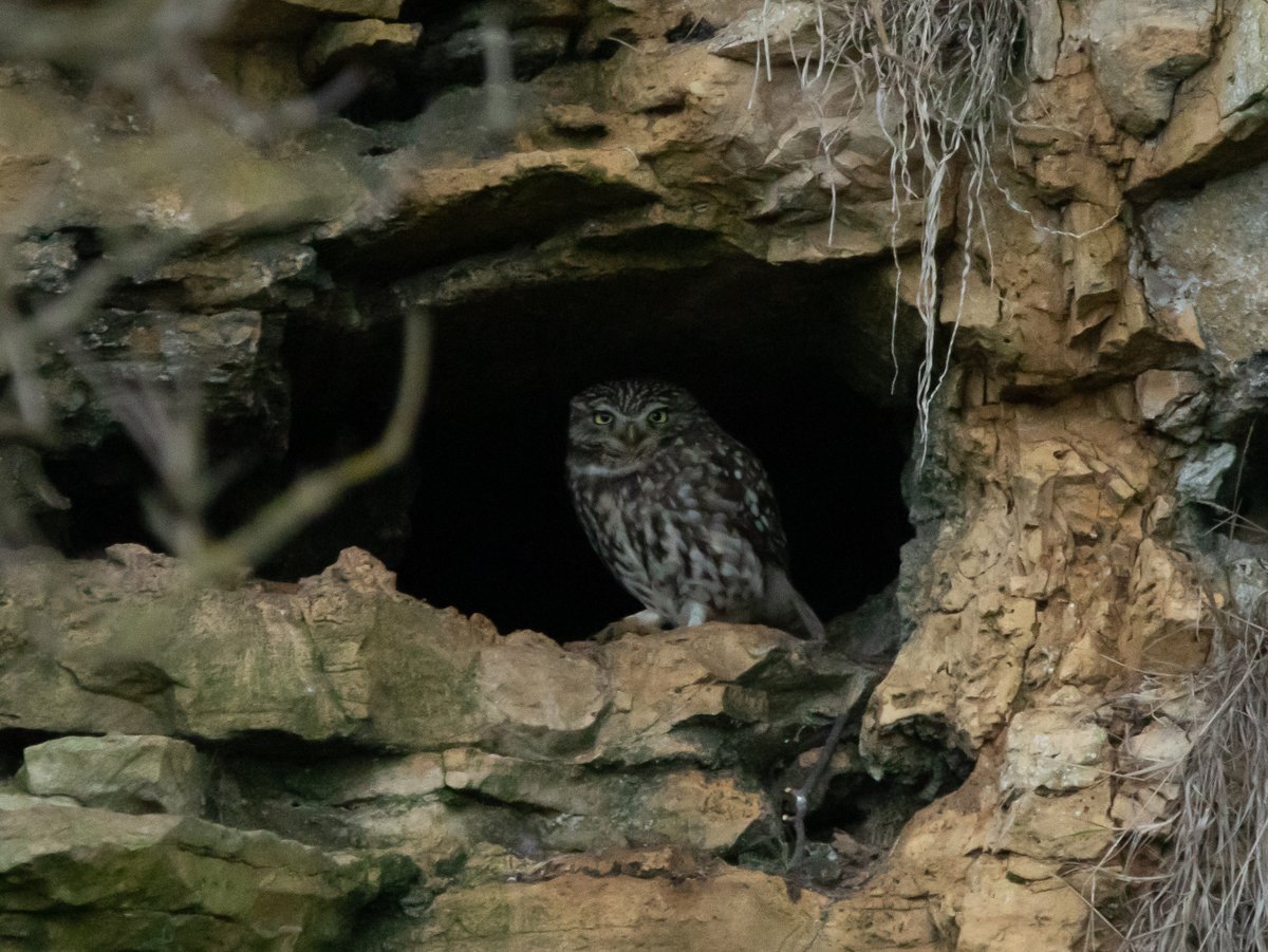 Little Owl at Marsden Old Quarry this afternoon
@teesbirds1
#birdphotography #wildlife #ukwildlife #wildlifephotography #canon7DMK2 #birdwatching #birds #NaturePhotography #Winterwatch