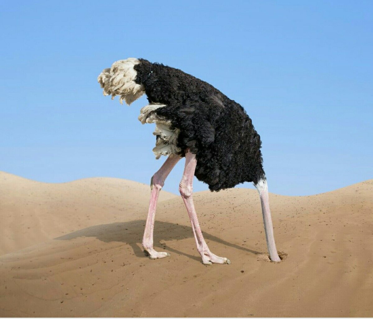 Phubbing: using one's phone like an ostrich uses sand - to avoid social interaction with others.

#socialmedia #anxiety #awkward
