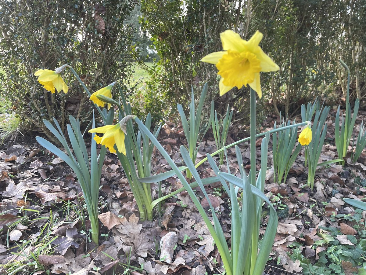 It’s coming - slowly but surely #SignsOfSpring