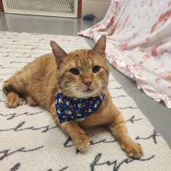 ClaringtonON's tweet photo. Look at that face! 💕🐱 Meet Herb, our featured pet! Herb is looking for a forever home that is calm and quiet with no children or other cats. 🐱  For more information about Herb, contact the Animal Shelter or visit https://t.co/4BClz2yymq. https://t.co/3oUdtK9Owi