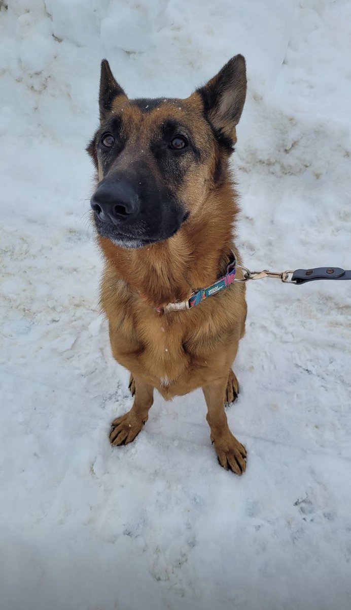 MIHomeYGK's tweet image. Found: dog found on Lincoln St in the west end. Please advise if you know whose it is.