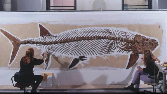 It’s #FossilFriday! Let’s swim back in time some 85 million years ago to the Late Cretaceous to meet Xiphactinus, a gigantic predatory fish. This species, which could reach lengths of 17 feet (5.2 meters), was capable of swallowing a 6-foot- (2-meter-) fish whole!