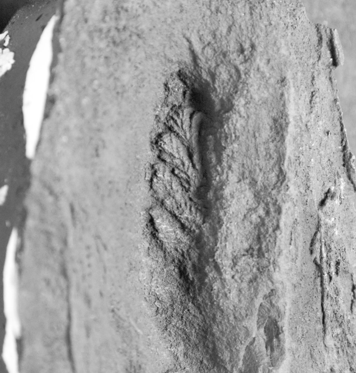 Despite being 565 million years old and having been composed of completely soft tissue the sub-mm detail preserved in this stunning little Avalofractus is absolutely breathtaking!
#FossilFriday