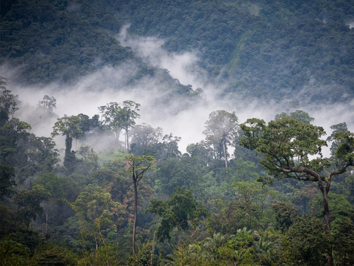 peged_pnud's tweet photo. #Explorons la #forêt🌳 de #Ziama!
Située dans la préfecture de Macenta et considérée comme patrimoine mondial, cette forêt constitue un véritable royaume🐘d’espèces rares, menacées et/ou espèces endémiques telles que le #chimpanzé , la #panthère, l’#antilope et l'#éléphant. https://t.co/DCvAwXuqJ2