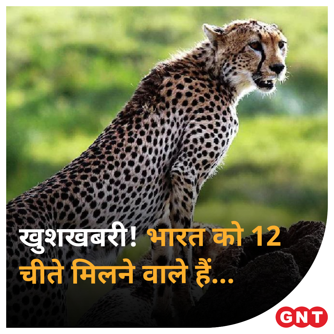 GoodNewsToday's tweet photo. दक्षिण अफ्रीका भारत को आने वाले समय में दर्जनों अफ्रीकी चीते देगा. हर साल 12 चीते भारत भेजे जाएंगे. फिलहाल फरवरी में भारत को 12 चीते मिलने वाले हैं. अफ्रीका ने इसके लिए भारत के साथ एक समझौते पर हस्ताक्षर किया है.
#SouthAfrica #India #cheetah #AfricanCheetahs #Namibia https://t.co/hkotIAPJSK