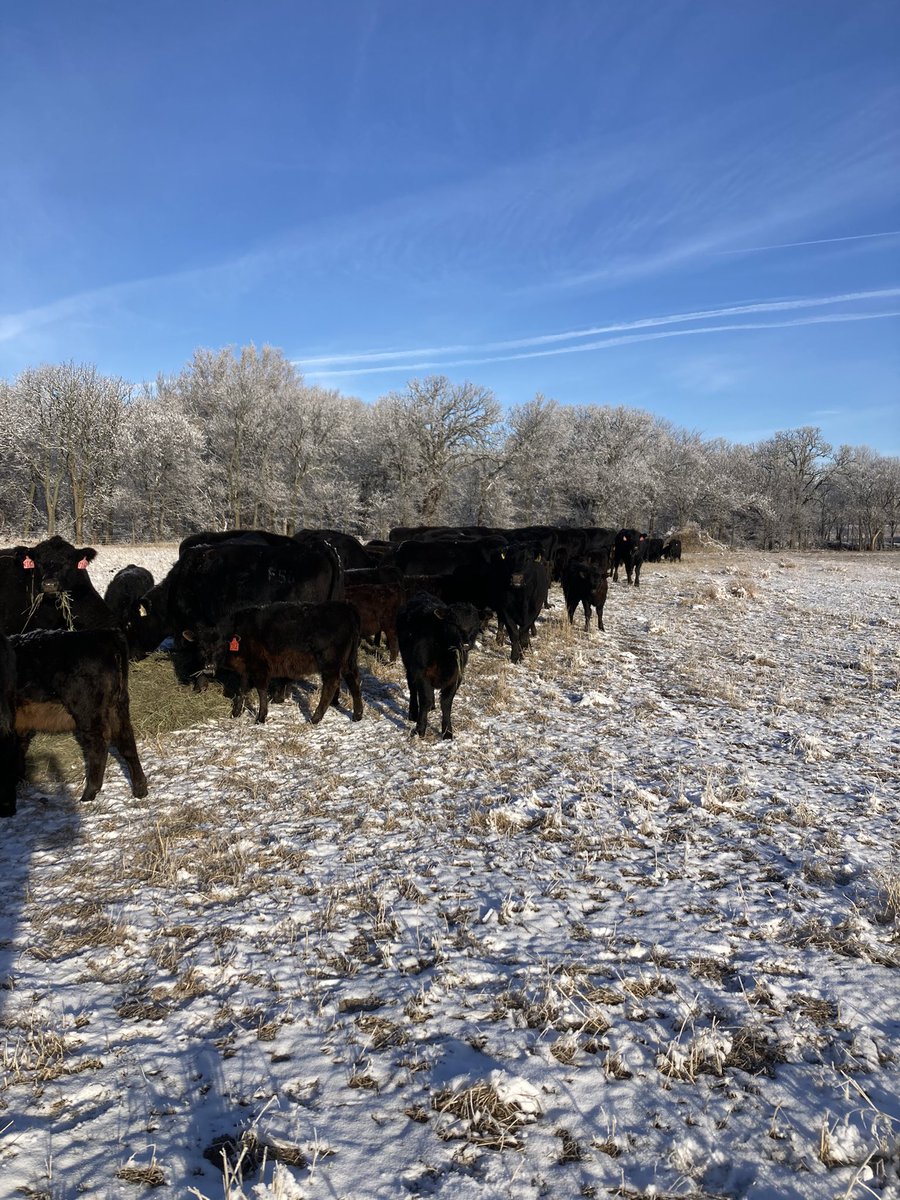 Cows are like a marriage thing.   She loves cows and I love her.   She checks them in the summer and I get to feed them in the winter.  It’s a beautiful thing!   #cows #marriage