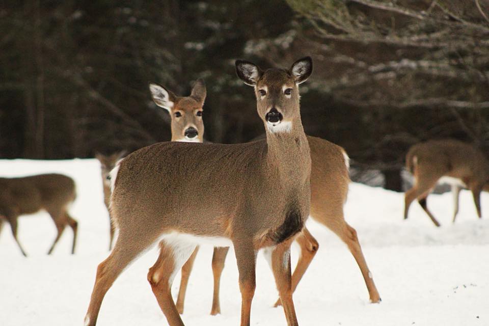 Pauline Kamath (@paulinekamath) on Twitter photo A #postdoc position is open in my lab <a href="/UMaine/">University of Maine</a> to study pneumonia in deer using a metagenomic approach! Apply at the link below to come join my lab, and work with great collaborators <a href="/WDNR/">Wisconsin DNR</a>, <a href="/UWMadison/">UWāMadison</a>, and <a href="/USGS/">USGS</a>!
umaine.hiretouch.com/job-details?jo⦠A #postdoc position is open in my lab <a href="/UMaine/">University of Maine</a> to study pneumonia in deer using a metagenomic approach! Apply at the link below to come join my lab, and work with great collaborators <a href="/WDNR/">Wisconsin DNR</a>, <a href="/UWMadison/">UWāMadison</a>, and <a href="/USGS/">USGS</a>!
umaine.hiretouch.com/job-details?joā¦