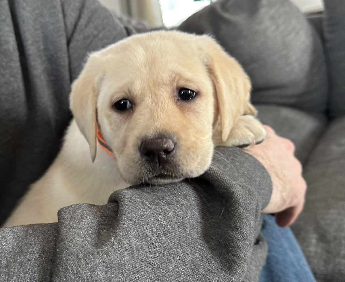 WapackPups's tweet photo. The love of a Labrador is priceless! #wapackpups #puppies #labradorpuppy #puppylove #labradorretriever #labrador #yellowlabradorpuppy #yellowlabradorretriever https://t.co/q2EPLUGmM3