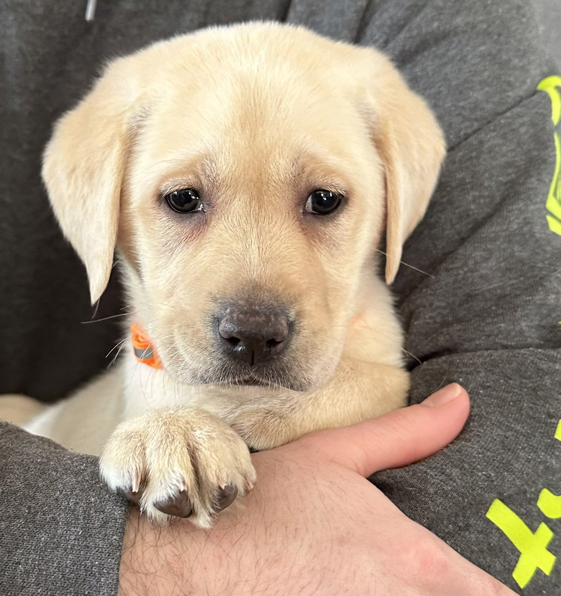 WapackPups's tweet photo. The love of a Labrador is priceless! #wapackpups #puppies #labradorpuppy #puppylove #labradorretriever #labrador #yellowlabradorpuppy #yellowlabradorretriever https://t.co/q2EPLUGmM3