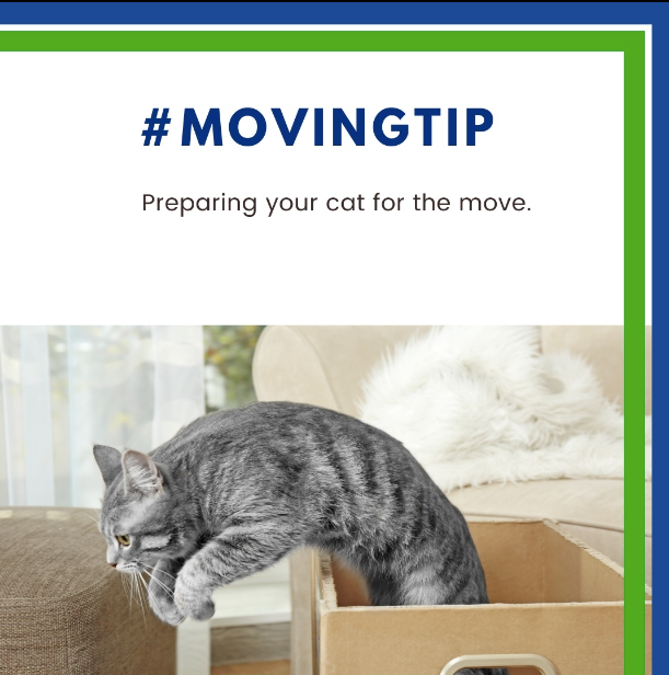 ArcaProperty's tweet image. Cats do no like change, they are notorious for it. 🐈
In preparation for your move, you should place some boxes and even the cat carrier to let them ease into it.
#arcapropertymanagement #tips #movingdaytips #movingday #movingtips #pets #animals #cats #moving #tenants #newplace