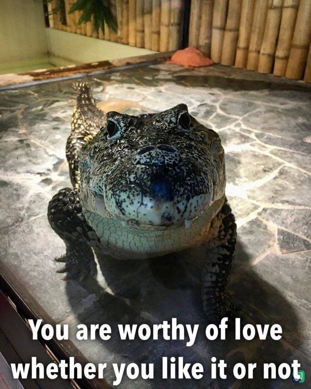 GatorsDaily's tweet photo. Reminder <3 https://t.co/vGLgQKjPA4