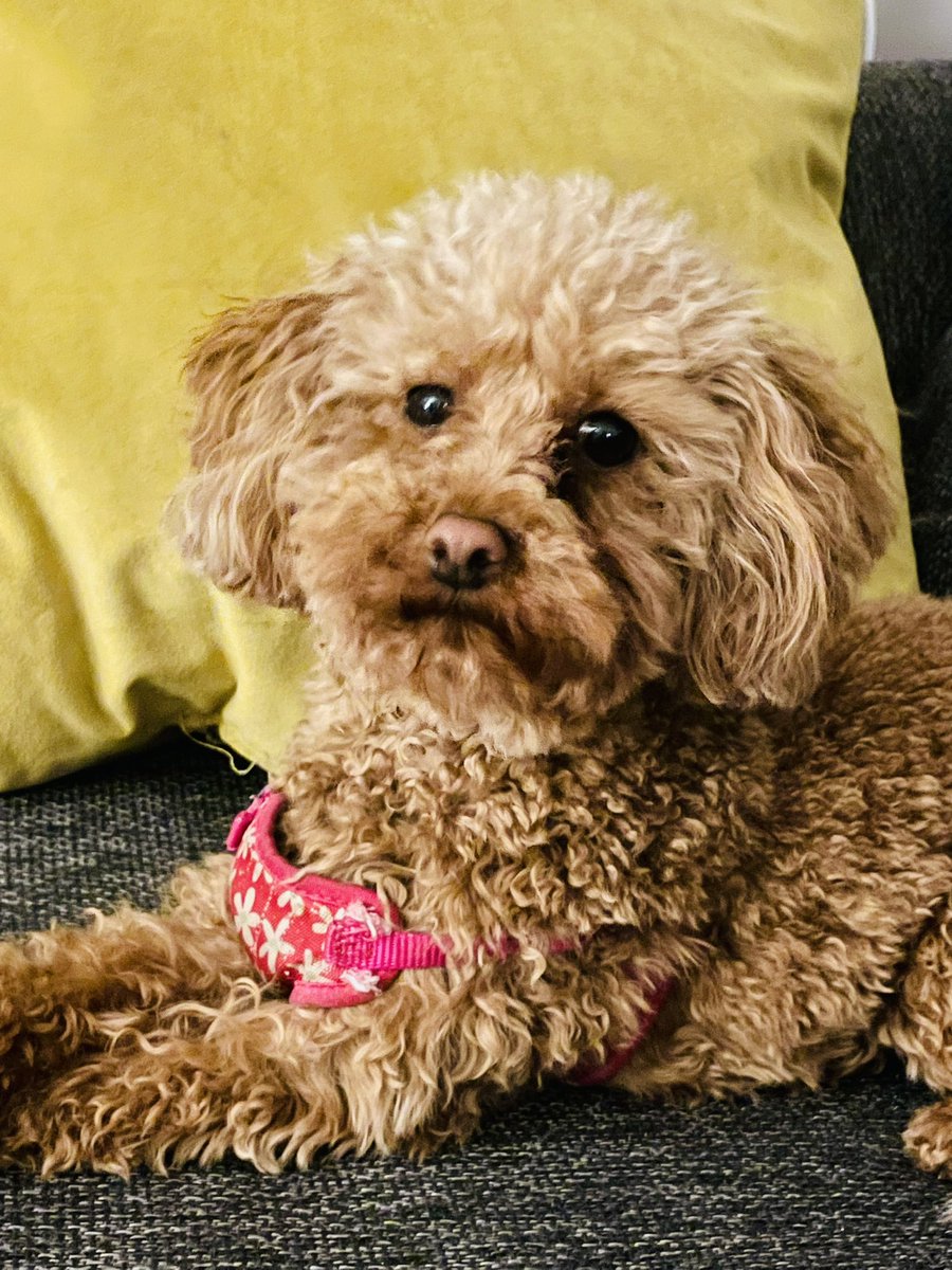 JMSullivanMusic's tweet image. My gorgeous, Friday night, hangin out on the couch company. ❤️ #toypoodle #lovesher #ginger #thoseeyes #diva