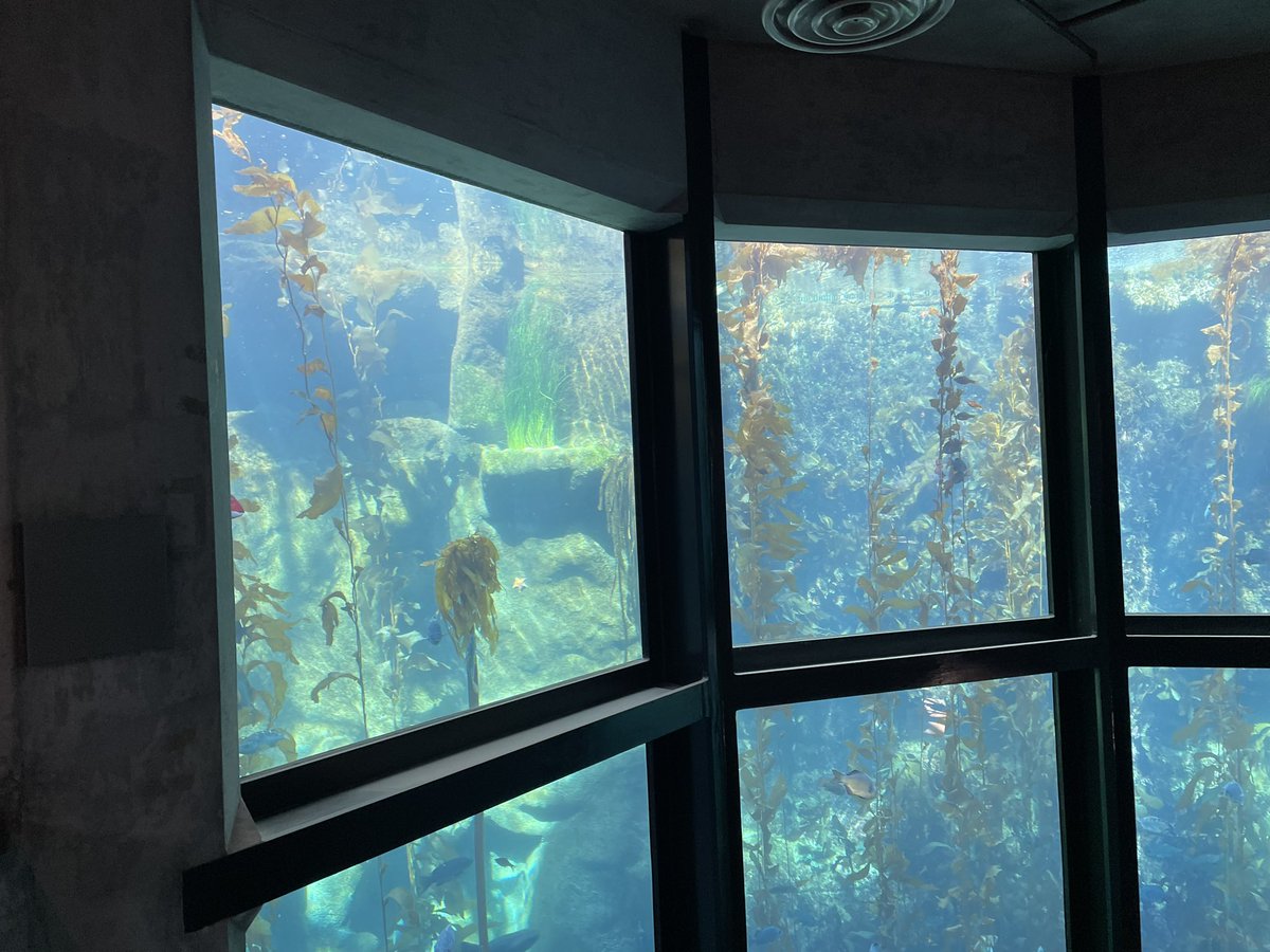 KelpseyofKFT's tweet photo. Finally was able to plant the first phyllospadix box on the new back wall! Here’s hoping the roots take, and my mad scientist ideas turn out #phycologyfriday #kelpforest #surfgrass #yepgrass https://t.co/aYywBlD1z9