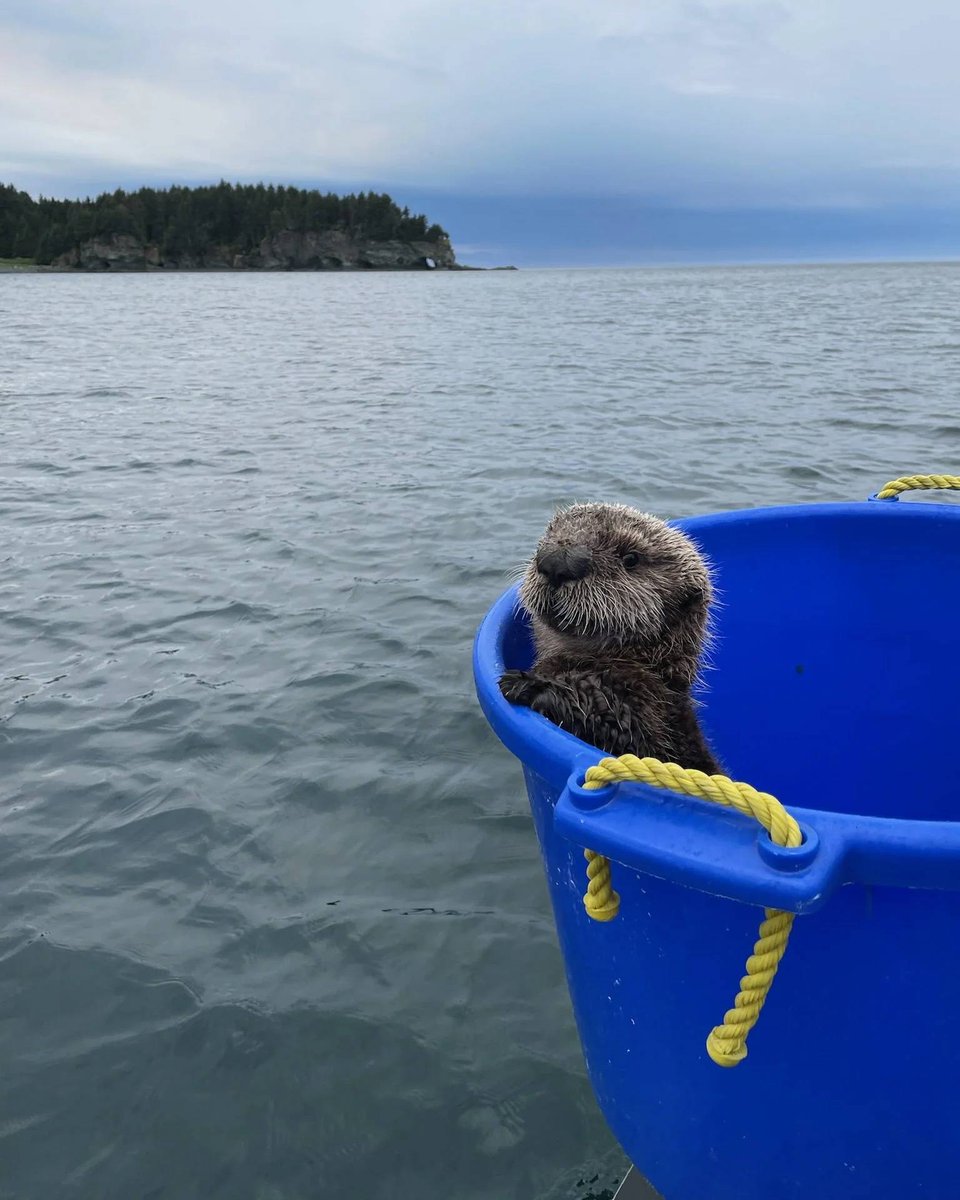 In_Otter_News2's tweet photo. Baby otter in a tub https://t.co/U2uvmgpLHb
