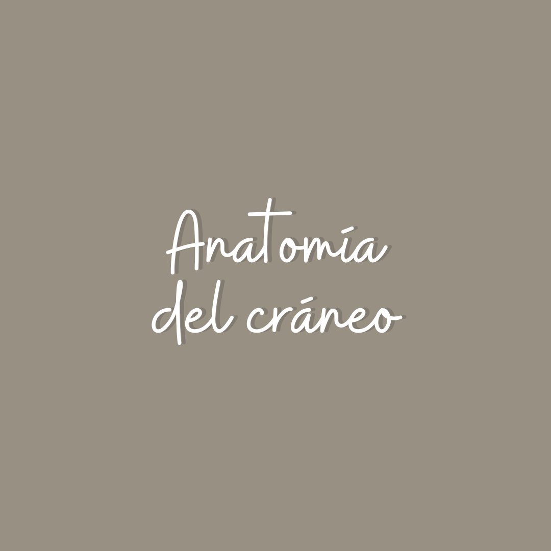 _Dubium's tweet photo. Anatomía del cráneo #huesosfaciales #sistemaoseo #anatomiahumana #Fisioterapia #Medstudent https://t.co/4jZfPMh1vp