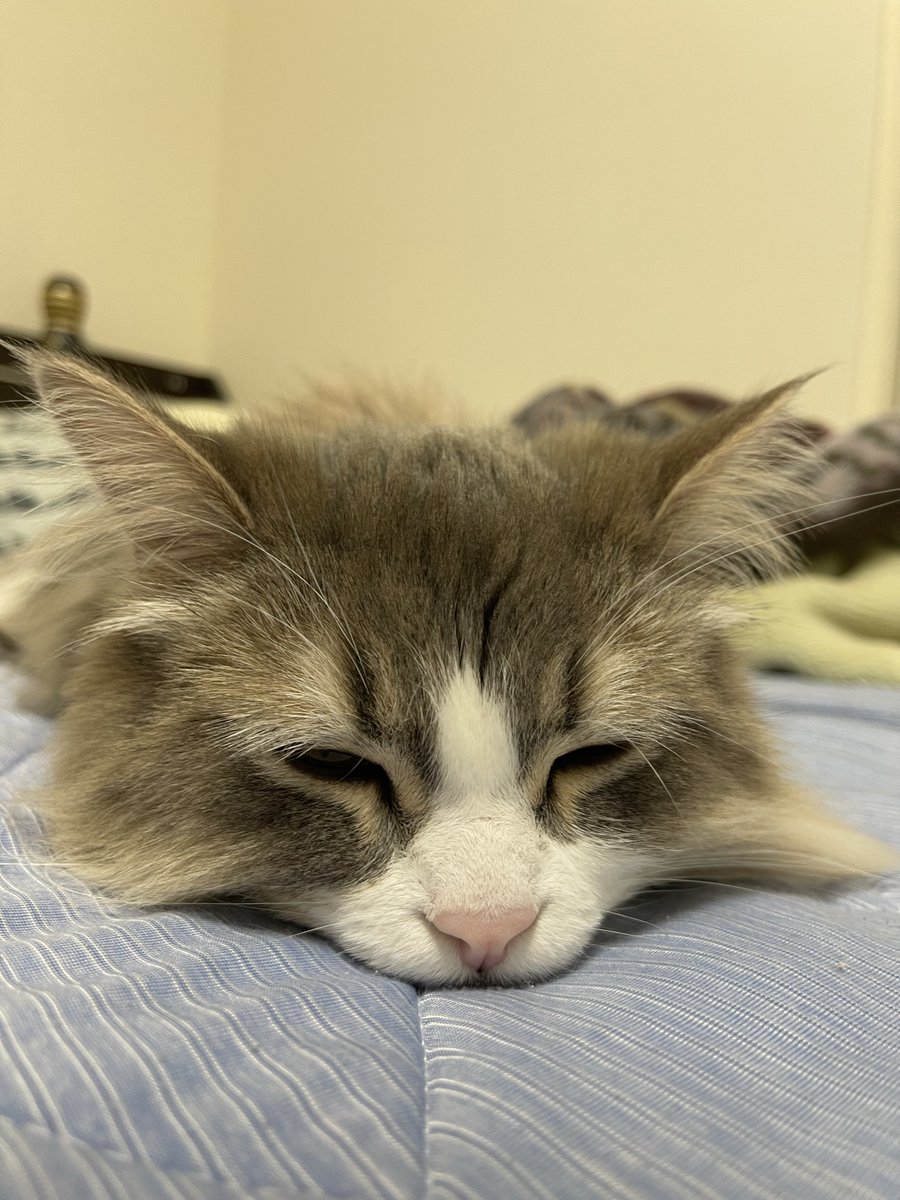 monekun_1024's tweet photo. 我が家のイモムシくん
#猫好きさんと繋がりたい #猫のいる暮らし #猫 https://t.co/3YDkhUOxg9