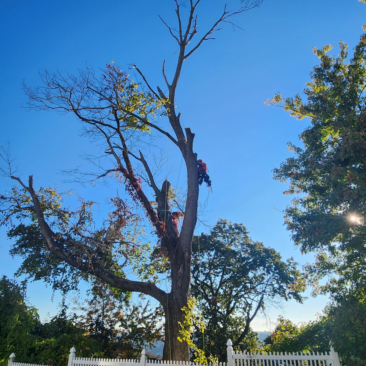 PadillaInc's tweet photo. ofreciendo los mejores servicios para nuestros mejores clientes.
#padilla #treewhisperer https://t.co/nyjVo5pqP3