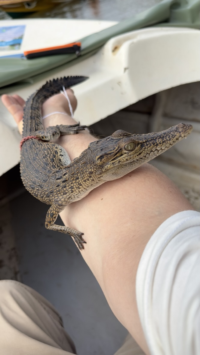Coinstructor's tweet photo. #ibes kann nicht verstehen, wieso die im Dschungel so rumjammern wegen der Krokodile. Die sind doch ganz lieb. Vor allem sind die in Australien noch viel Kleiner als das was ich auf dem Arm hatte. https://t.co/fMzk5FwOH8