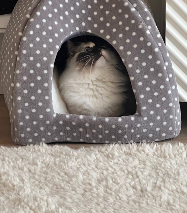 Pussy https://t.co/xDc7OyQjhl