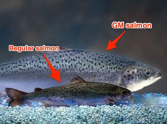 The <a href="/AquaBountyFarms/">AquaBounty</a> biotech salmon checks many sustainability boxes, and finally is available near you. Learn more about what it is, and how you can help address sustainability questions to increase access to this innovation. This week's podcast.

share.transistor.fm/s/a288cbb6