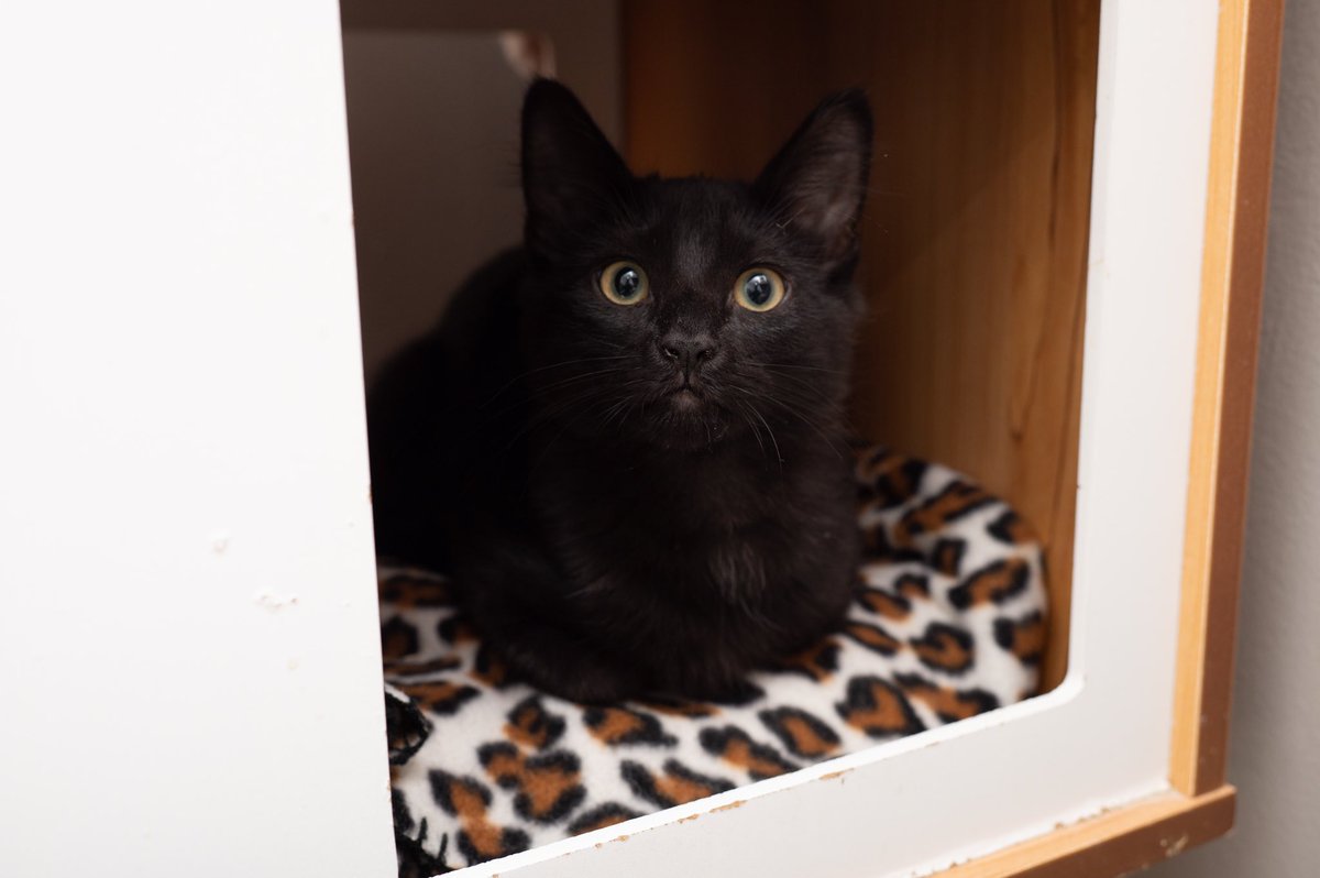 langefoundation's tweet photo. We have some cute kittens ready for adoption! Gingerbread, Snickerdoodle, Toffee, and Aurelia are just a handful of them. 💖 We adopt our kittens in pairs or to homes that already have a young cat. We do not adopt our solo kittens. https://t.co/0jepHHYSH6