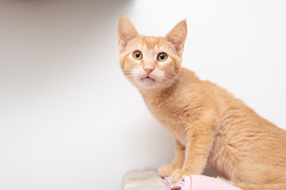langefoundation's tweet photo. We have some cute kittens ready for adoption! Gingerbread, Snickerdoodle, Toffee, and Aurelia are just a handful of them. 💖 We adopt our kittens in pairs or to homes that already have a young cat. We do not adopt our solo kittens. https://t.co/0jepHHYSH6