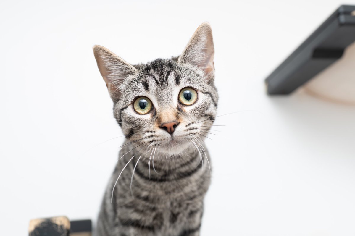 langefoundation's tweet photo. We have some cute kittens ready for adoption! Gingerbread, Snickerdoodle, Toffee, and Aurelia are just a handful of them. 💖 We adopt our kittens in pairs or to homes that already have a young cat. We do not adopt our solo kittens. https://t.co/0jepHHYSH6