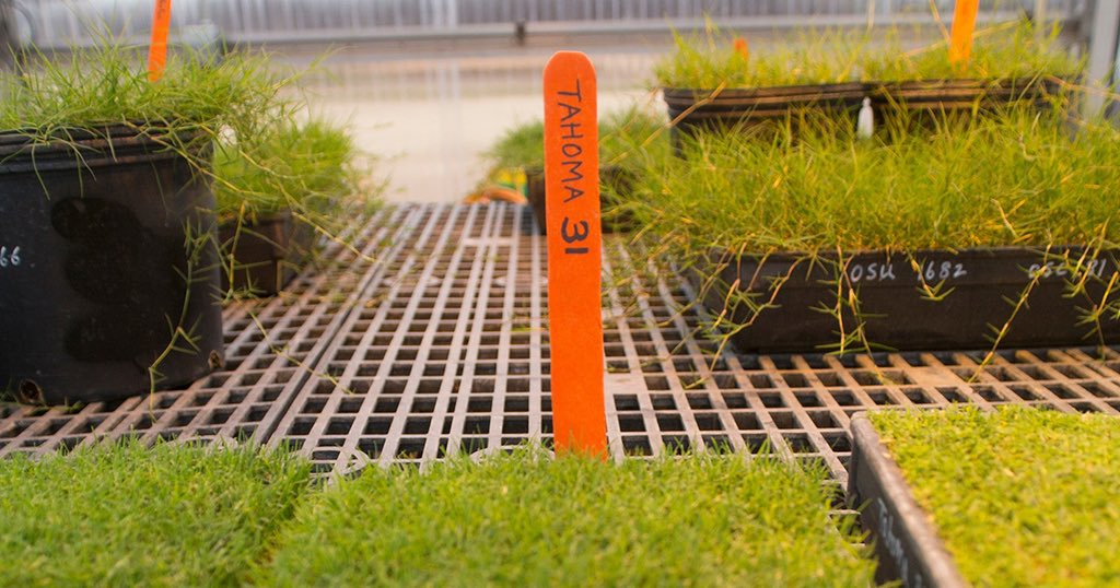 okstate_ag's tweet photo. OSU Agriculture will play a massive role (100 yards to be exact) in both @NFL conference championship games this Sunday - all thanks to the hard work and innovation of OSU Agriculture turfgrass researchers. https://t.co/Uwspql9Pjj
