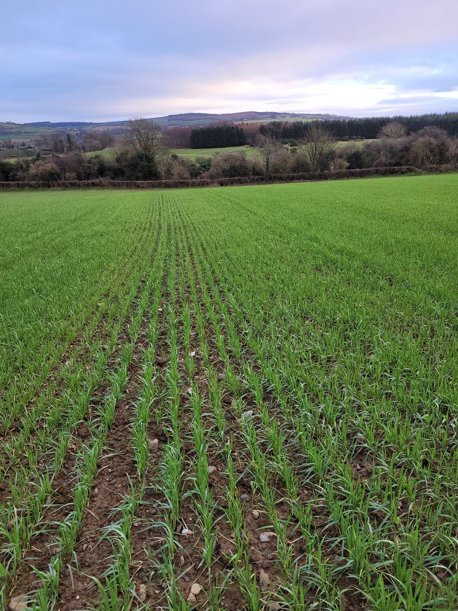 Out soilsampling this afternoon, the winter oats have come through the winter well
