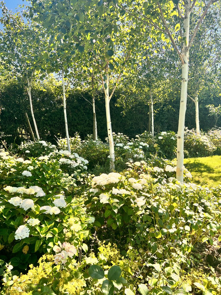 GardenerFliss's tweet image. Stepping back in time to last summer, the white hydrangeas were so lovely. #gardenersworld #gardensoftwitter #mygarden #lookingforward