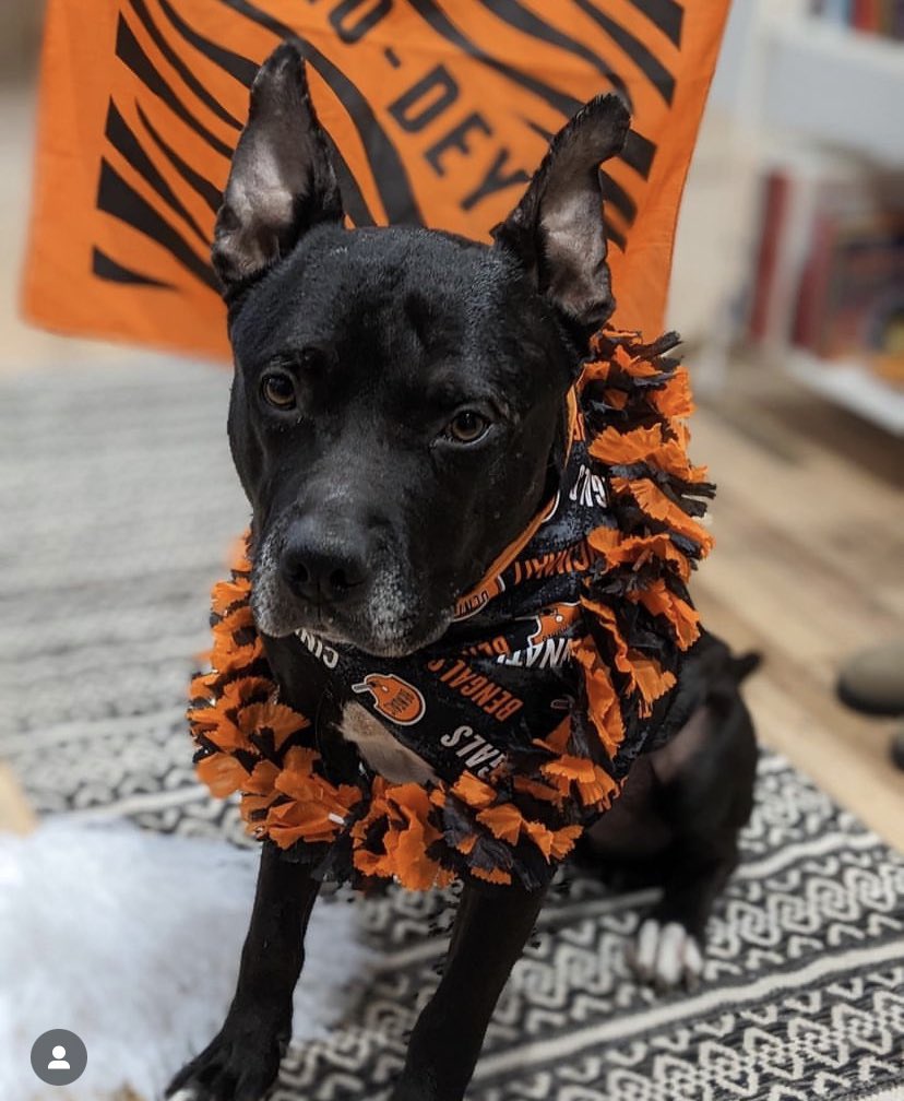 libby_claire's tweet photo. @Bengals Guapo is a foster dog @CincyAnimalCARE hoping for a forever home by the time the bengals make it to the superbowl!! https://t.co/tAIQ7yYtql