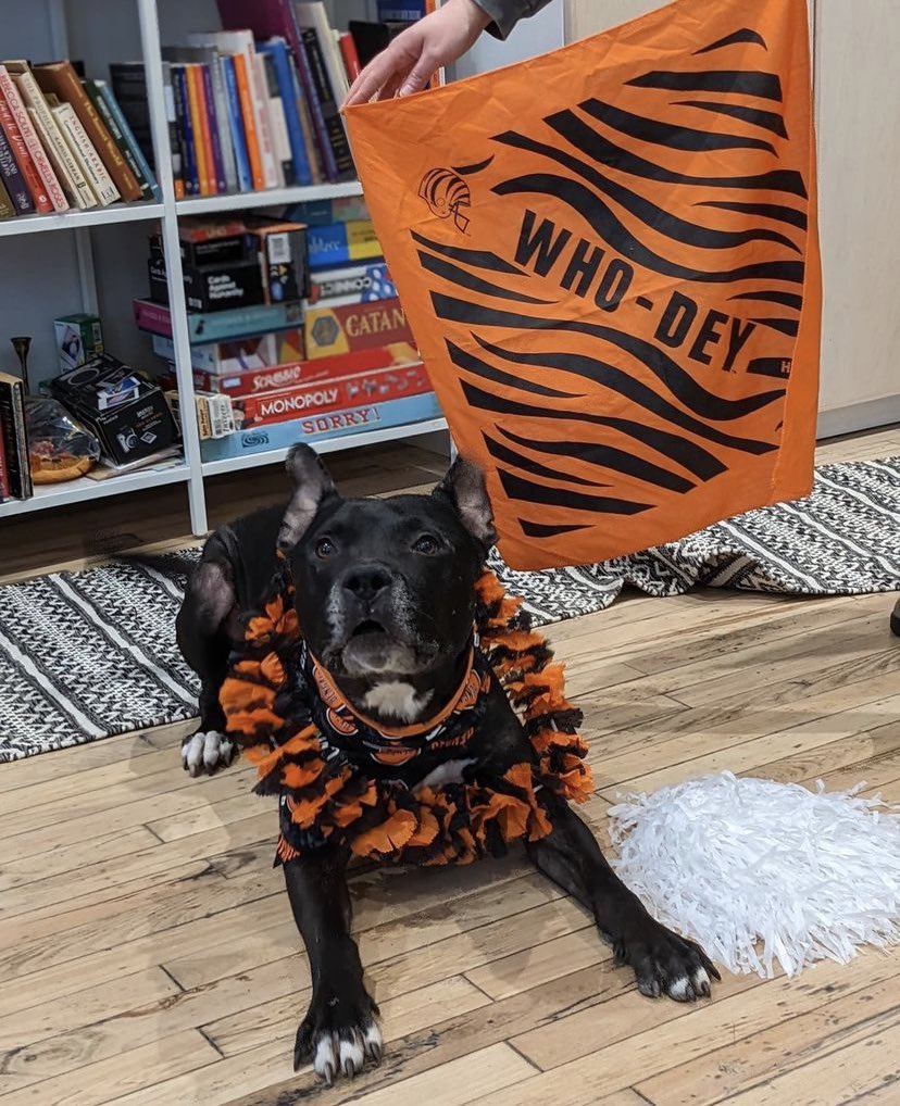 libby_claire's tweet photo. @Bengals Guapo is a foster dog @CincyAnimalCARE hoping for a forever home by the time the bengals make it to the superbowl!! https://t.co/tAIQ7yYtql