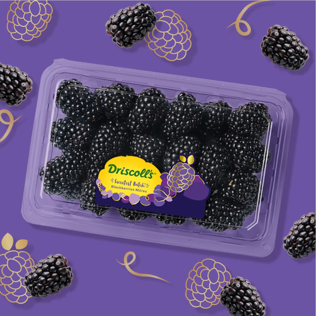 Bursting with juice, our Sweetest Batch™ Blackberries are specially picked for their perfect flavor that features notes of berry punch and blackberry jam. Have you tried them yet? 💜✨ #SweetestBatch

driscolls.com/article/sweete…