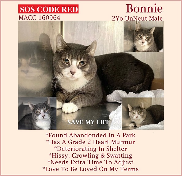 🆘URGENT🆘TBD SAT 1/28/23🆘
💝STRESSED 2YO GRAY #TABBY &amp; WHITE KITTY "BONNIE"💝
😿💔ABANDONED AT A PARK, HAS A HEART MURMUR
🚨NEEDS #ADOPTION #RESCUE #FOSTER ASAP🚨
▶160964 facebook.com/NYCDEATHROWCAT…
🙏🏾#ADOPT #PLEDGE #SAVEALIFE #AdoptDontShop
#MANHATTAN #NYCACC #CAT #CatsofTwitter