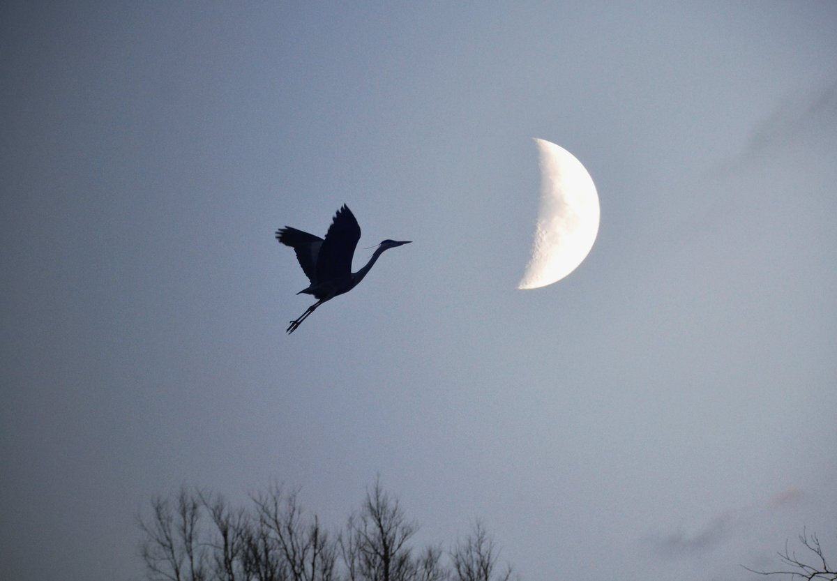 FubarBhoy's tweet image. #100daysofwalking #Day27 🎶 fly me to the moon 🎶  late afternoon walk around Atlantic pond. Left it too late to get usual pictures so had to improvise  in the twilight 🙃 @NTBreakfast  #round3crew #BKNT