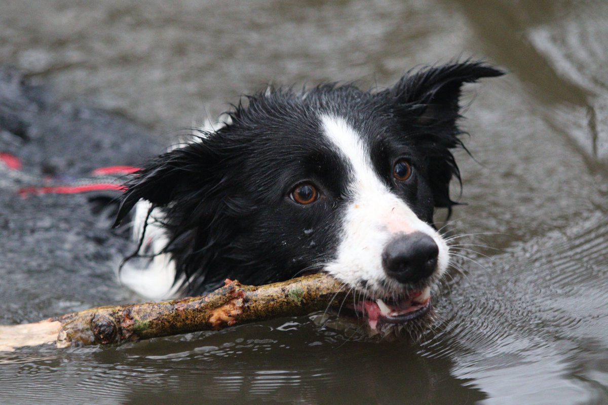 Who else loves swimming?
Check out Benji's choice for today:
amzn.to/3wl7cwd