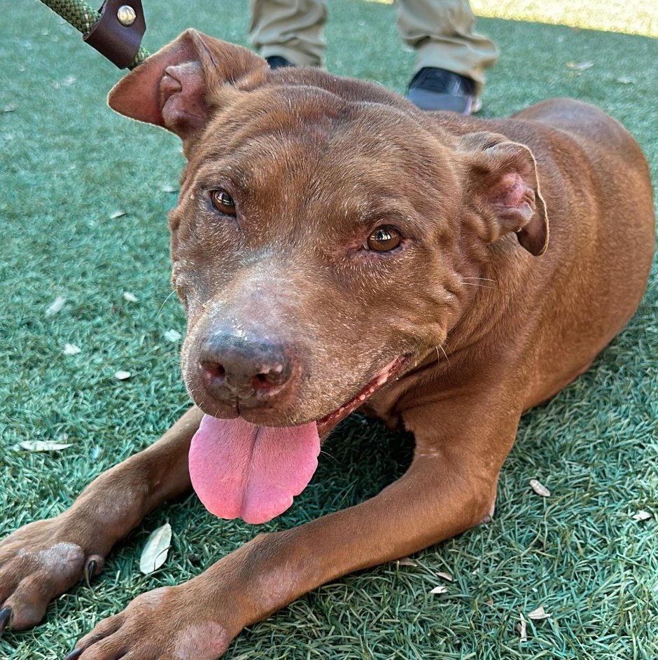 campingwithdogs's tweet photo. ✨ADOPTABLE DOG ALERT✨Meet Edy, an 8-year-old terrier mix with a zest for life! 💖 She loves balls, car rides, and snuggling with you on the couch! Her perfect home would have a fenced-in backyard, and no other dogs/cats. For more info about Edy, visit https://t.co/rbeN1QOx1j https://t.co/D759mYqavX