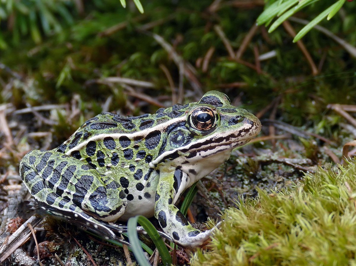 We’re betting on amphibians by helping to increase their odds as they face a global pandemic. Given that chytrid fungus (Bd) is widespread, our strategy is to help them cope with this new normal. Learn more in our #NewBlogPost: arcprotects.org/increasing-the…
📷: E. Grunwald #chytrid #🐸