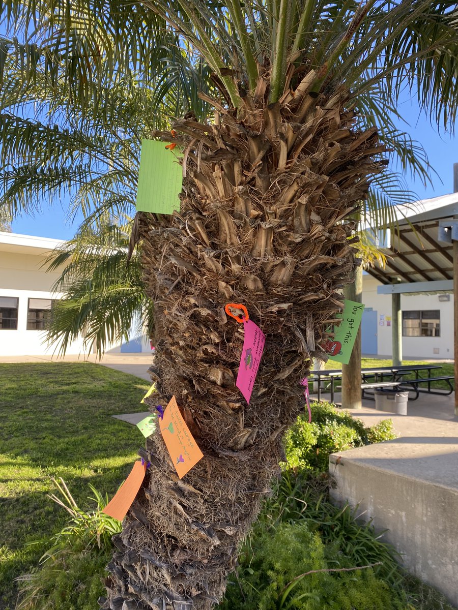 While we did not get to accomplish everything we had planned for the Kindness Challenge, our Kindness Cards were scattered around campus, students enjoyed hot cocoa on Wednesday, and Ms. Kinder's Advisory students decorated rocks and placed them around the quad. Beautiful!